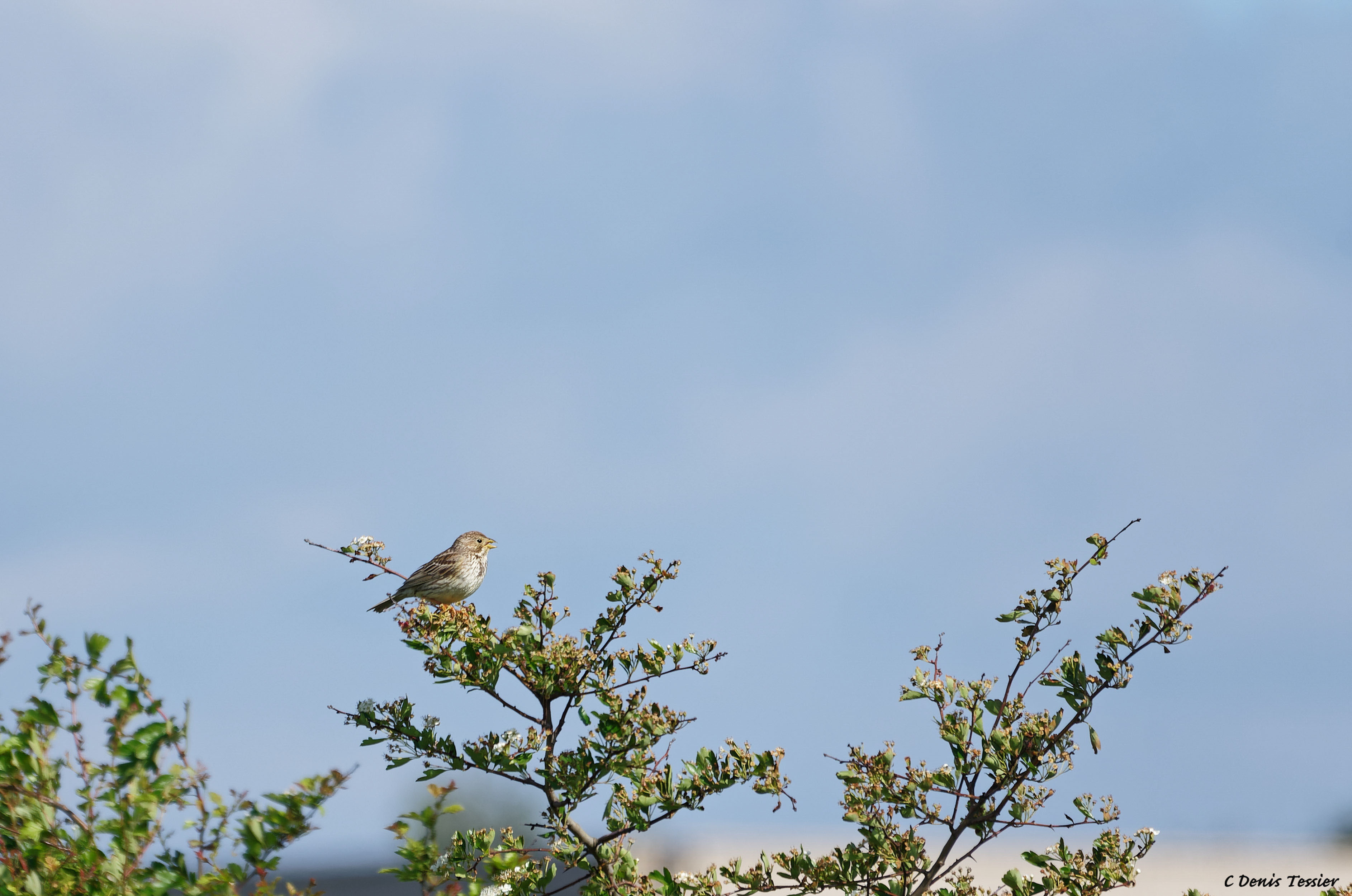 un bruant poyer, un oiseau parmi la biodiversité de la ferme